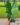 Colocasia Surf City Elefántfülfélék Kontyvirágfélék Fagytűrő Elefántfül Kenderpálma Kertészet Trópusi Évelő Dzsungelnövény