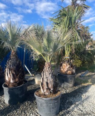 Sziklapálma Brahea Armata Kék Pálma Pálma Kertészet