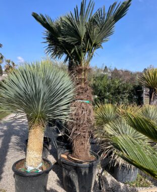 Japán Kenderpálma Extra Trachycarpus Wagnerianus Premium