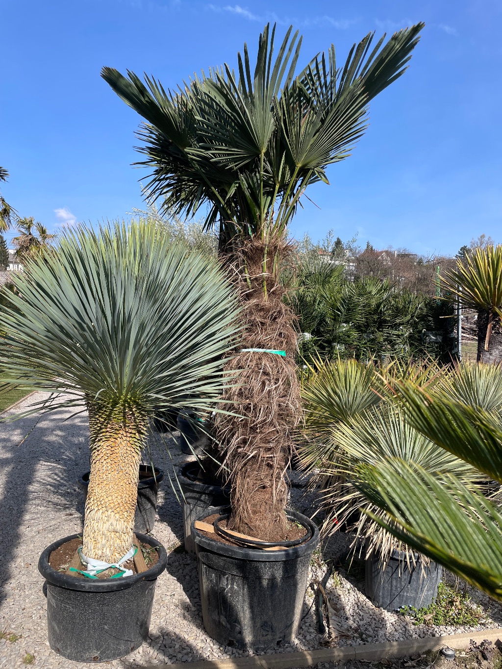 Japán Kenderpálma Extra Trachycarpus Wagnerianus Premium