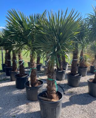 Kínai Kenderpálma Trachycarpus Fortunei Chamaerops Excelsa Törzsmagasság 60/70 Cm