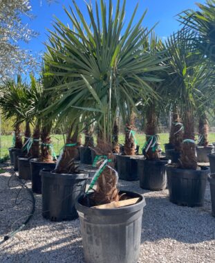 Kínai Kenderpálma Trachycarpus Fortunei Chamaerops Excelsa Törzsmagasság 40/50 cm