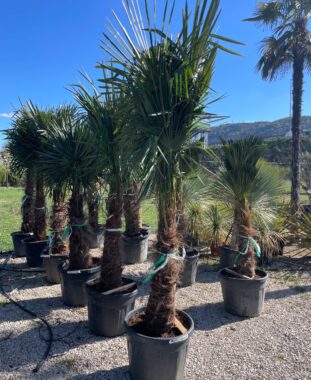 Kínai Kenderpálma Trachycarpus Fortunei Chamaerops Excelsa Törzsmagasság 90/100 Cm