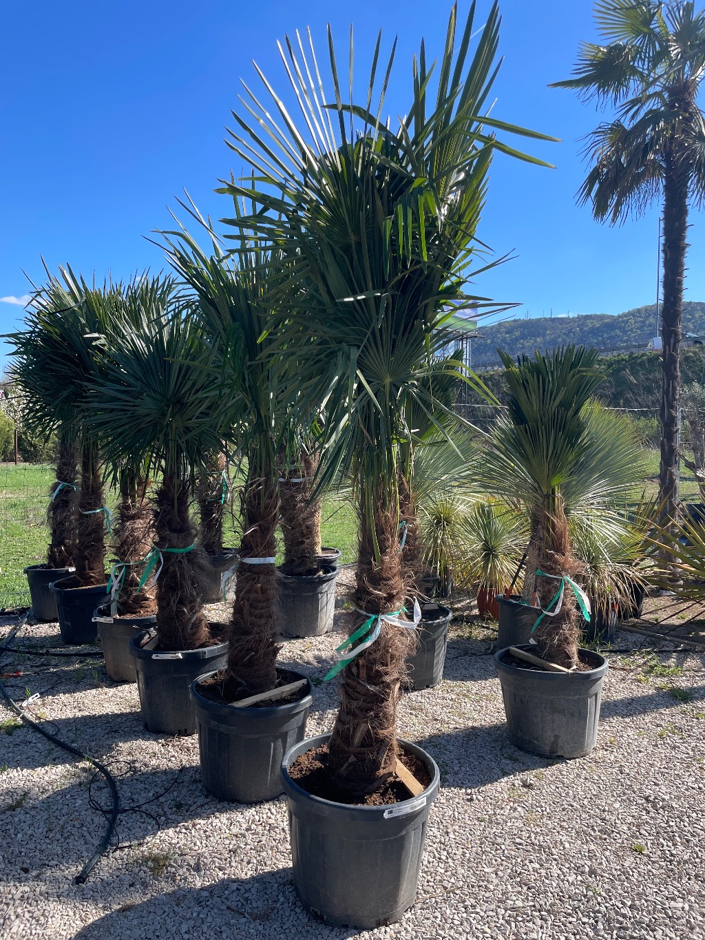 Kínai Kenderpálma Trachycarpus Fortunei Chamaerops Excelsa Törzsmagasság 90/100 Cm
