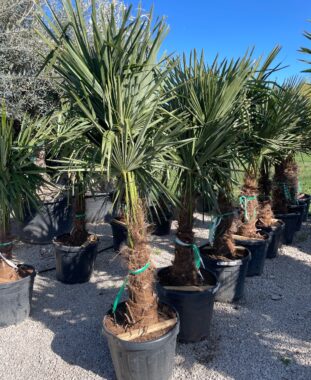 Kínai Kenderpálma Trachycarpus Fortunei Chamaerops Excelsa Törzsmagasság 50/60 Cm