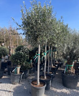 Magas Törzsű Olajfa Olea Europaea Pálma Kertészet