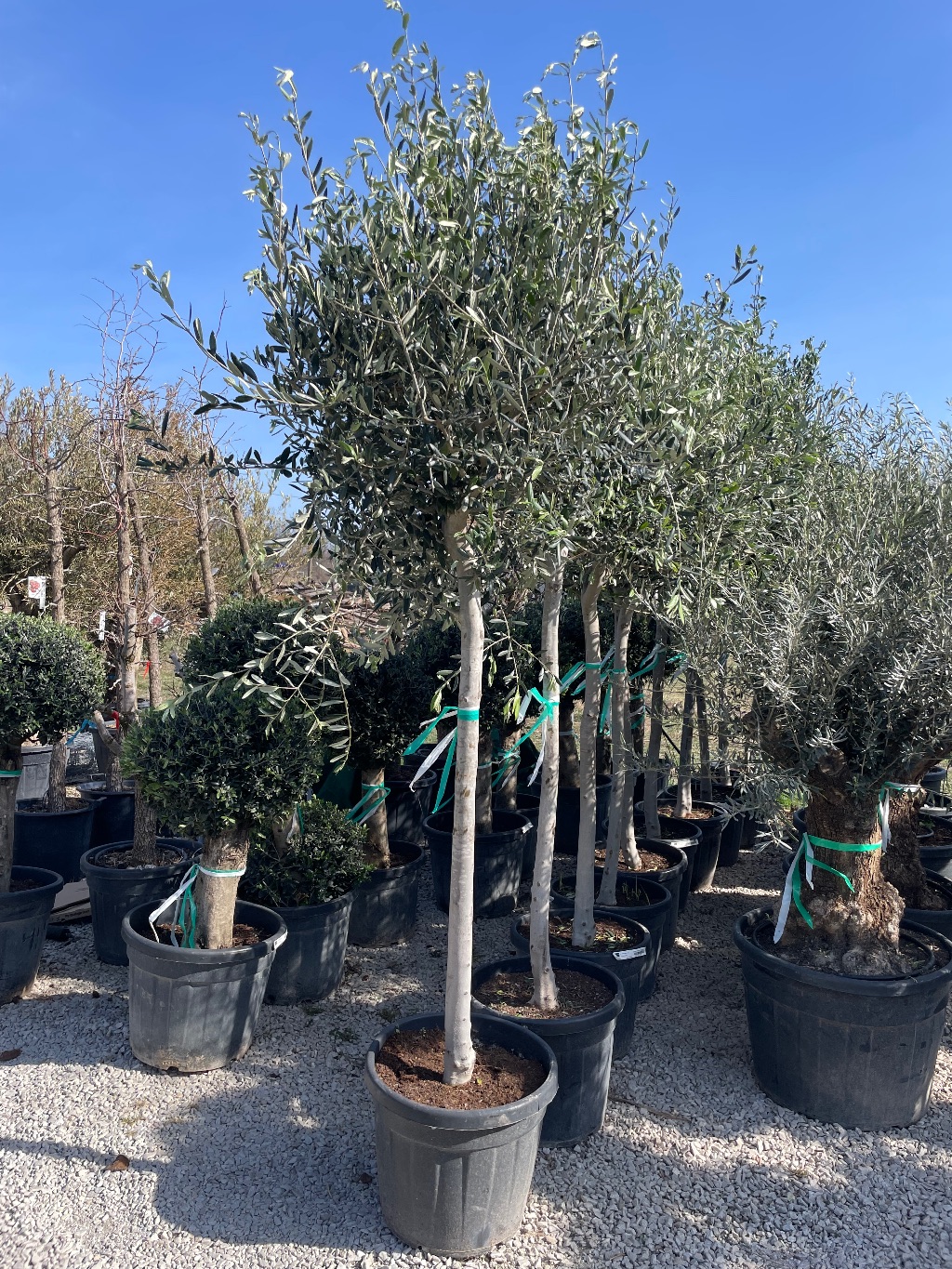 Magas Törzsű Olajfa Olea Europaea Pálma Kertészet