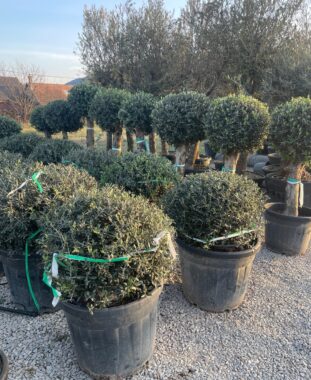 Olajfa Gömb Olajfa Buxus Formanövény Szállodai Növény