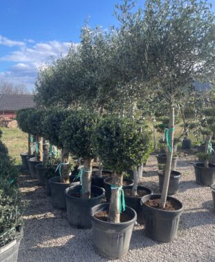 Olajfa Gömb Olaja Europaea