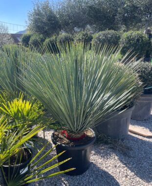 Yucca Rostrata Blue Swan Kék jukka