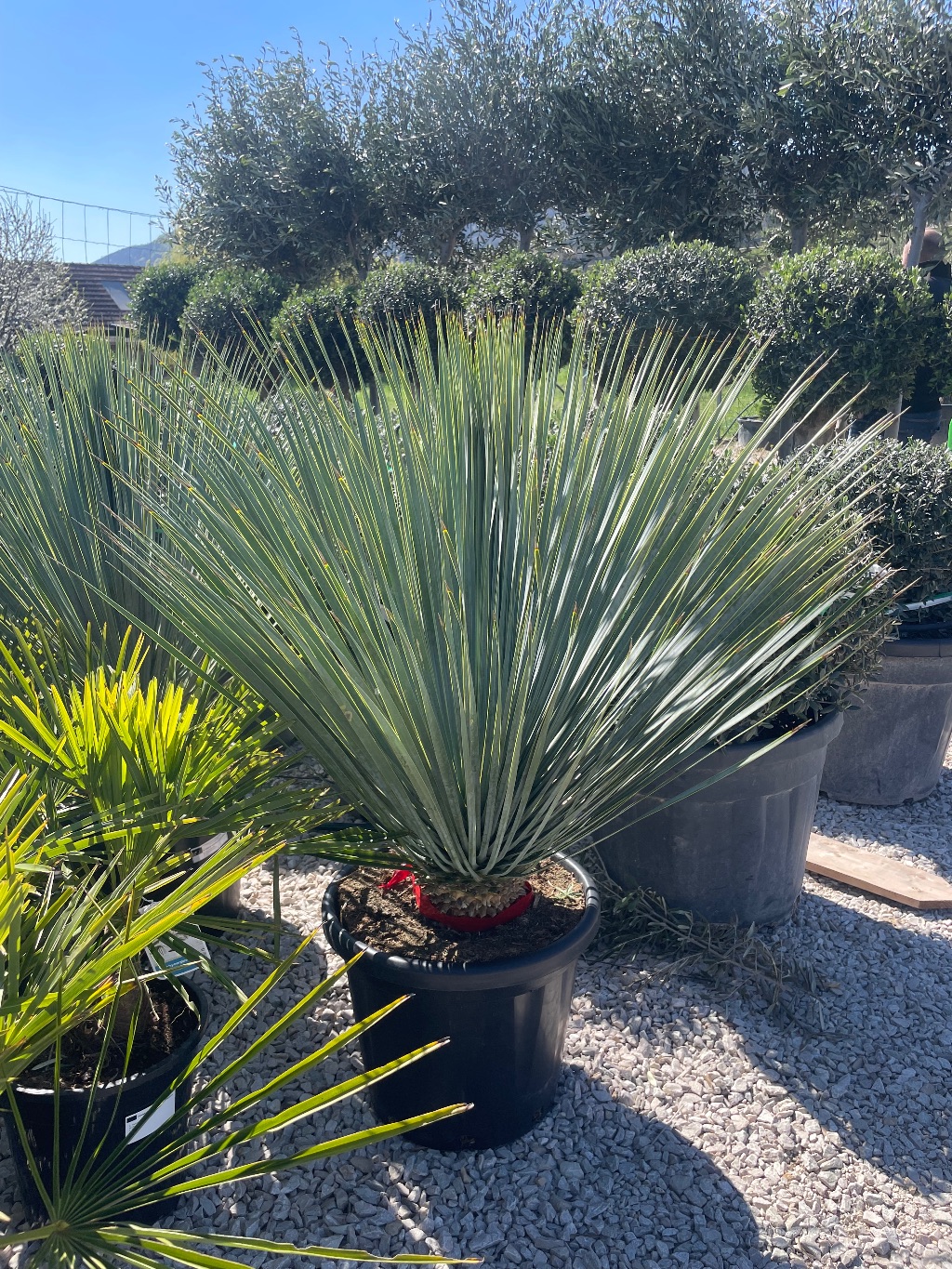Yucca Rostrata Blue Swan Kék jukka
