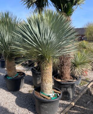 Yucca Rostrata Extra Sascsőr Jukka Prémium